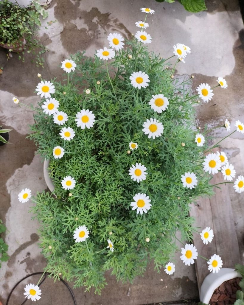 Today’s balcony – sunny day in the rainy season