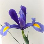 Dutch Iris "Sapphire Beauty"