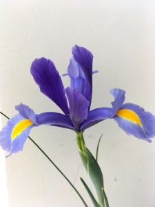 Dutch Iris "Sapphire Beauty"