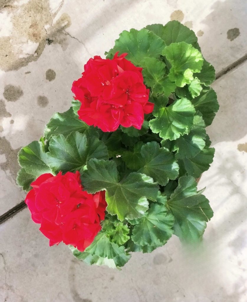 Pelargonium moonshine