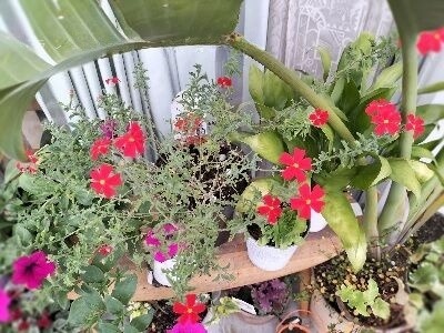 How to care for Sanbritainia – watering (Success part) 