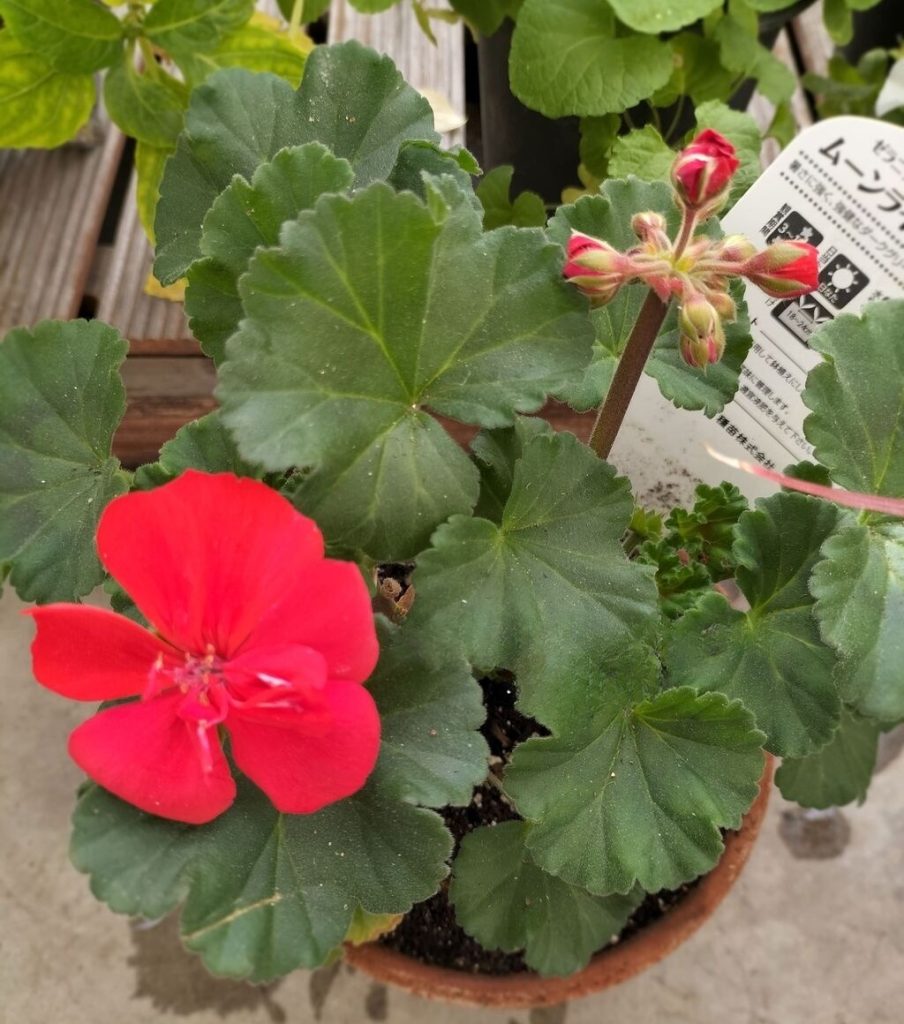 geranium