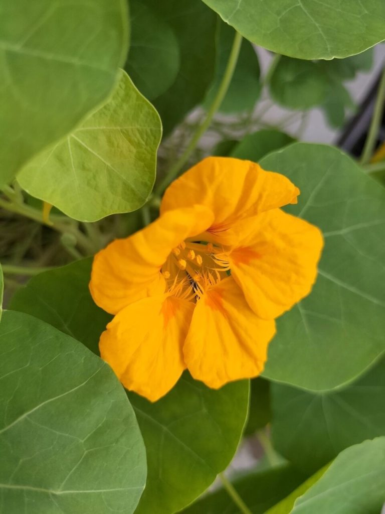 Today’s balcony – Nasturtiums blooming in three colors