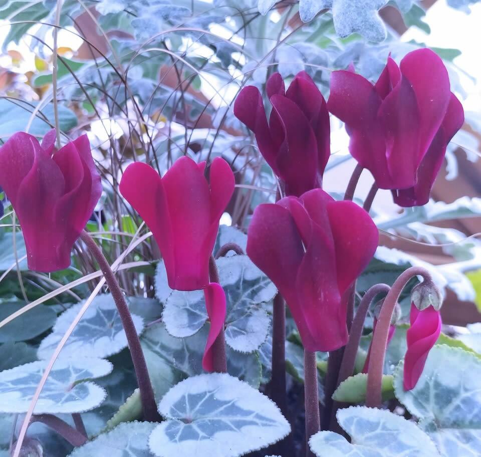 How are the plants on your balcony doing on this cold morning?