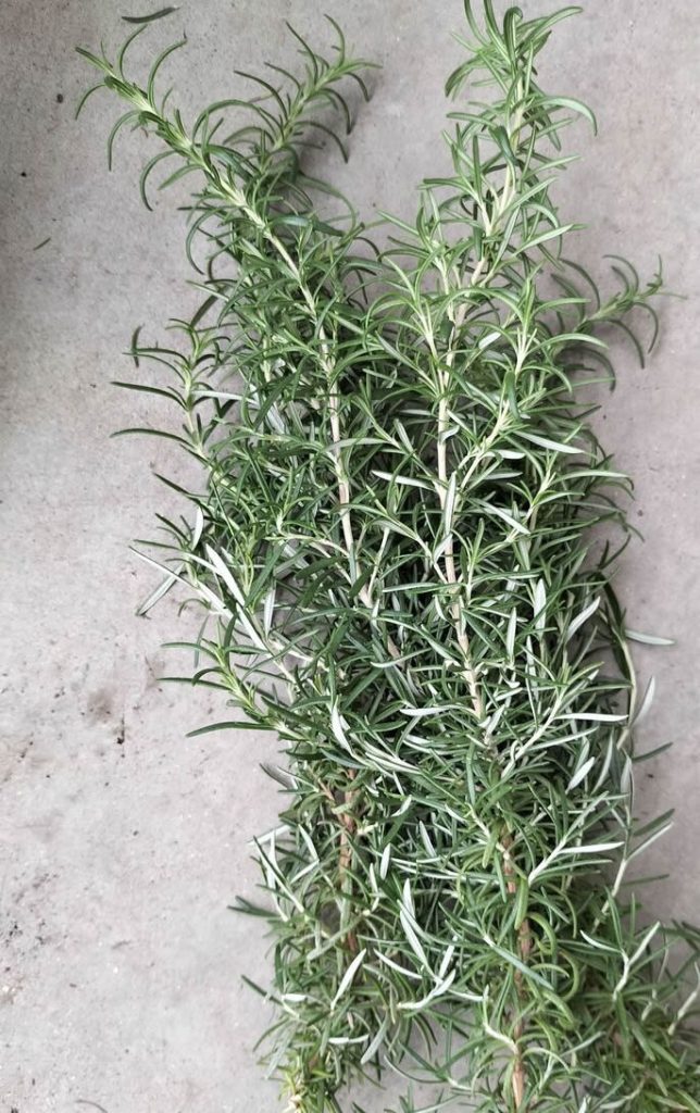 rosemary