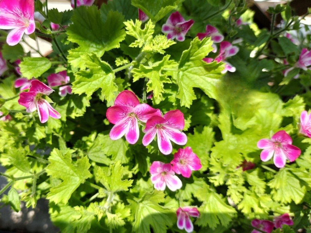 Today’s balcony -Vitamin Garden