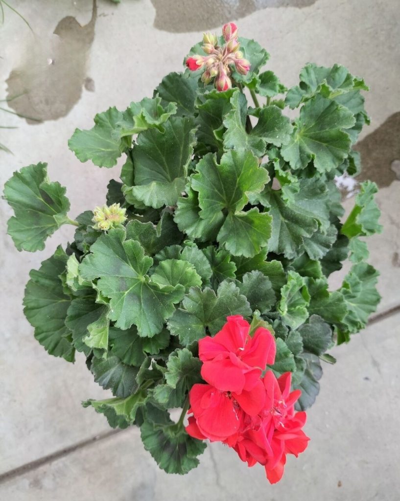 Pelargonium moonshine