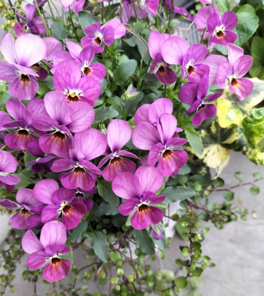 Viola pruning, part 3 – Rose pink