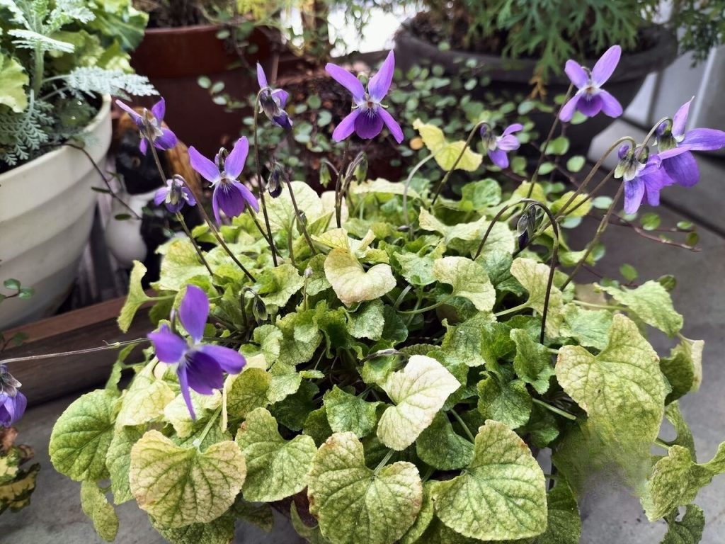 Today’s balcony -Sunshine is spring