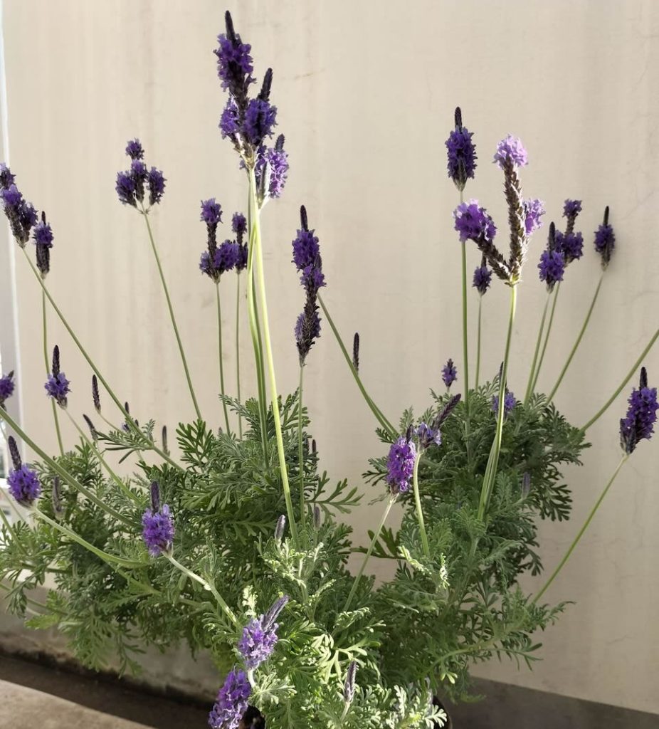 Pruning and repotting lace lavender