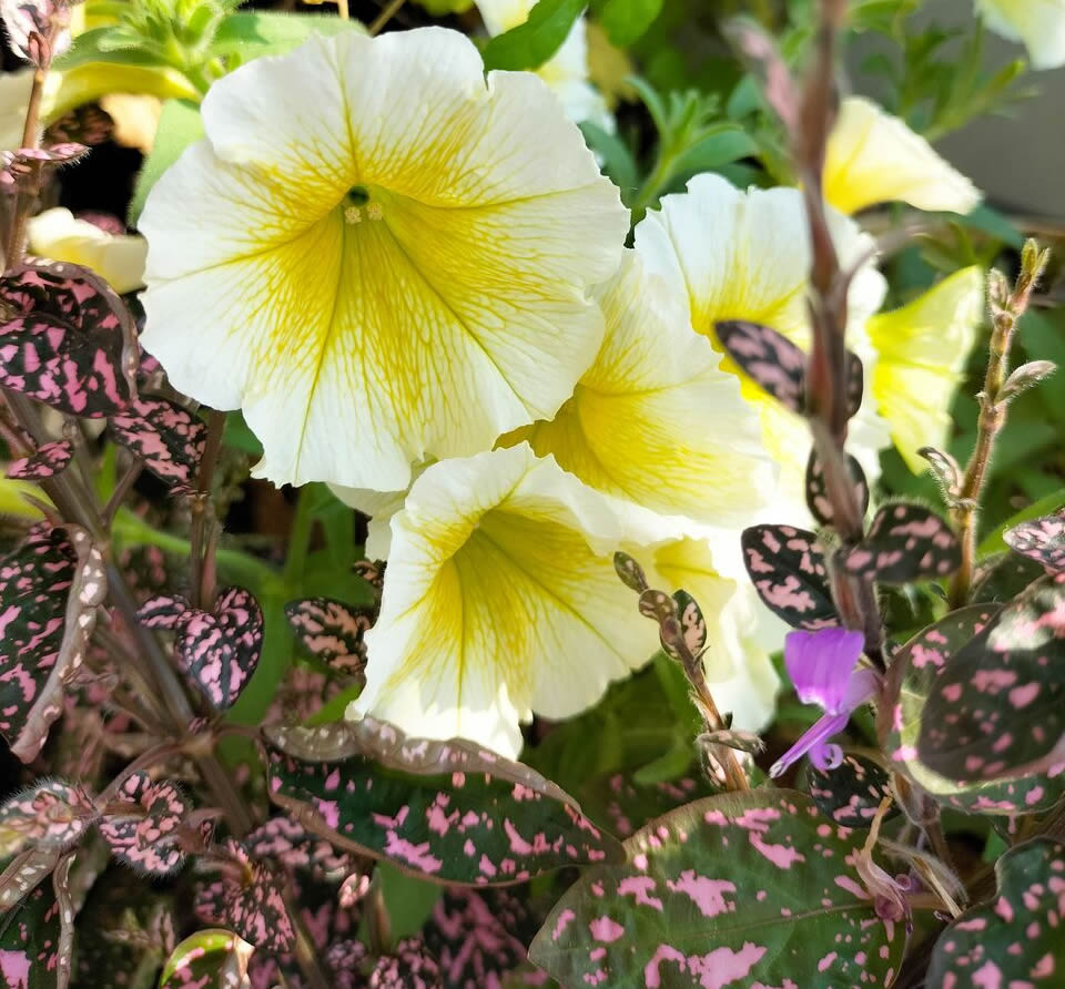 An unexpected combination (petunia ‘Easy Wave’ yellow and Hypoestes pink)