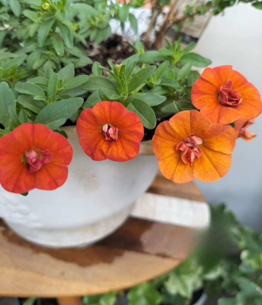 Today’s balcony -summer flowers